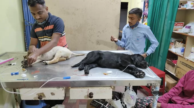 Doctor Pets Health Care Center karad