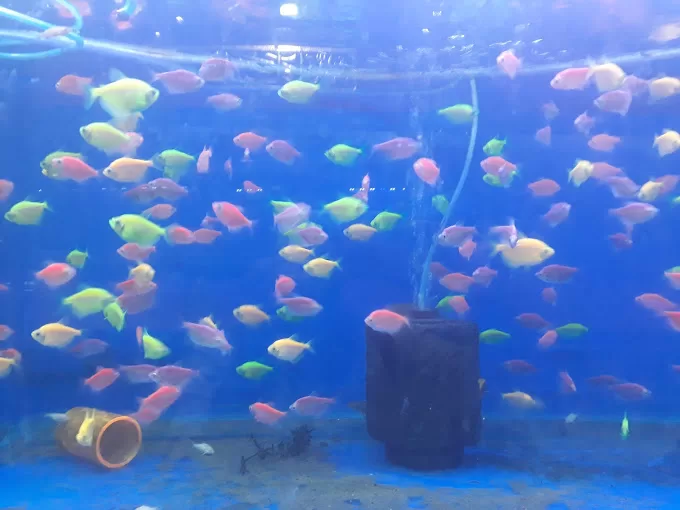 Sukaina aquarium