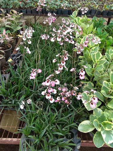 Anandvan Plant Nursery.