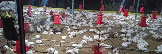 Swapnil Khabale Poultry Farm